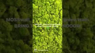 Real moss for your indoor vertical garden | MOSSwall&reg; Australia #Shorts
