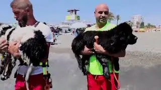 These four-legged lifeguards patrol a Spanish beach | REUTERS