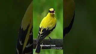 black naped oriole  bird sound