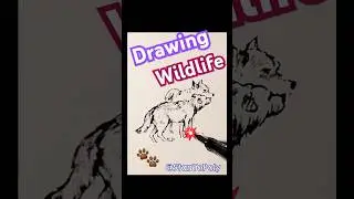 Drawing Wild Wolves #wolf #drawing #sketch #stantopoly #shortvideo