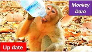 Up date news | Monkey Daro cana bit move but can't walk well cos his right leg still not recover