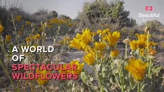 Beautiful News | Go for the wildflowers. Stay for the unexpected display of diversity