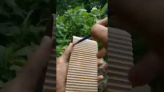 Upcycling the carton boxes ♻️ #shorts #upcycling #diy #garden #viral #ytshorts #explore #tranding