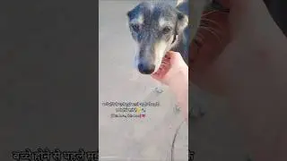 ❤️&zwj;🩹🥺#cherry #dog #loyalty  #streetdog #doglove #bond #friendsforever #viral #shorts #viralvideo