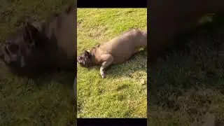 We&rsquo;ve all had that one wild night.. 😂 #RelatableDogs #FrenchieWeekend #TikTokFrenchie