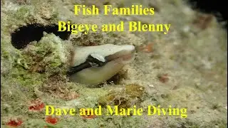 Fish Families Compilation - Bigeye and Blenny Varieties