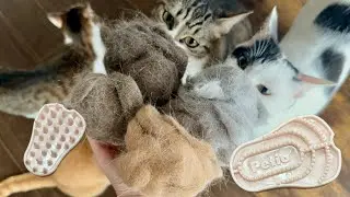 Today's cat brushing struggle