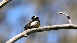 Williamson's Sapsucker - Yellowstone National Park