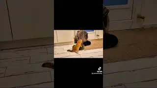 Buddy 😂😂😂#enjoy #cat #cute #funnyshorts #funny #funnyvideo #catlover #cutecat  #petsofyoutube
