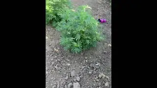 Wedding cake outdoor #plants #cannabisheals #green #cannabisdaily #outdoors