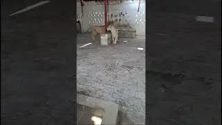 #loin#whiteloin#rameezhafeez#petsplanet#privetminizoo#shortvideo#animals #pets