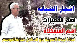 اسباب انهيار النحل في مراعي شجرة الضبايه/اهم المميزات وأهم المشاكل وأهم الحلول الاستاذ عايش الاهدل 