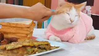 শীতে সিম্বার অবস্থা খুবই খা*রাপ 😥