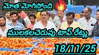 18/11/25 mulakalacheruvu tomato market price today 🍅 #todaytomatorate #crkvideos16 