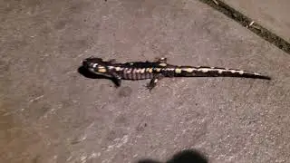 Frogs and Salamanders