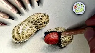 How to Draw a realistic Peanut