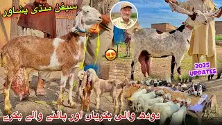 Dairy Goats New Updates 2025 | Saifan Bakra Mandi Peshawar | Khyber Social Tv