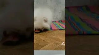 Лисёнок Ириска