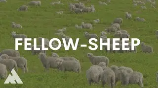 Fellow-Sheep | Dr. Julius Czar Daoa