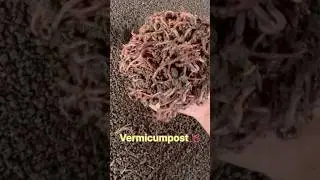 Vermicumpost 🪱#vermicelli #shortsfeed #mskfarms #vermicompost