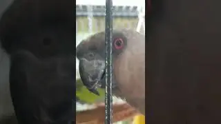Dinobird Speaks!