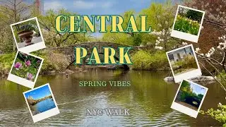 Central Park in Springtime| NYC in Bloom| Центральный парк весной| Нью Йорк |