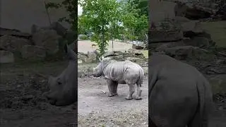 Dublin Zoo #travel #traveling #dublin #ireland #zoo #rhino #animals #animal #giraffe #countrymusic