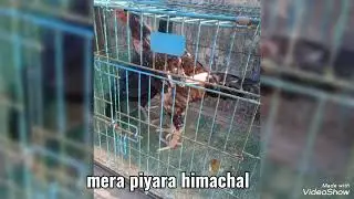 price 7000 rs hai, aseel murga,