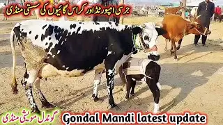 Gondal Mandi latest update 01Feb 2026!jersey cow for sale latest!Cholistani Freasian cross cow!#cow