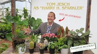 Tom Jesch as 