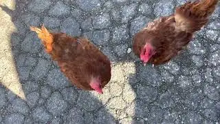 Attack of the Killer Chickens.