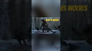 🐻 Bear vs Wolf Pack &ndash; Brutal Fight for Survival 🐺⚔️