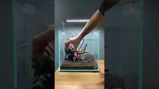 1 feet cube tank setup #fishtank #shortvideos #aquarium #relief