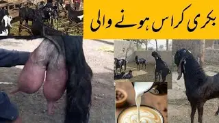 Ek Din Ki Gaban Bakri/ vs Beetle Goat Breed/03456958335