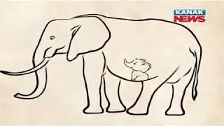 Artworks Flood Social Media After Death Of Pregnant Elephant In Kerala | Kanak News