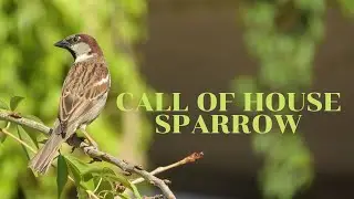 Call of House Sparrow - House Sparrow Chirping - Sparrow Voice - Sparrow Song - Sparrow Chirp-Vocals