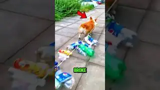 Эта собака взломала систему поощрений&hellip; а потом зашла СЛИШКОМ далеко 🐶❤️ #собаки