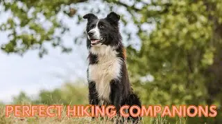 Top 5 Best Dog Breeds for Hiking Adventures ⛰🐶