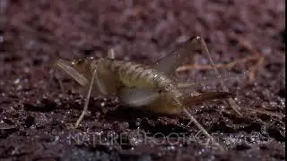 Macro Ms Lava Cricket From Rear