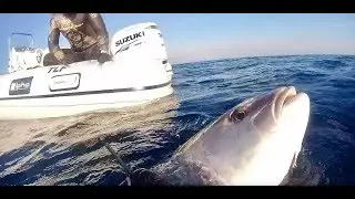 [SERIOLE-RICCIOLA-SERVIOLA-AMBERJACK]