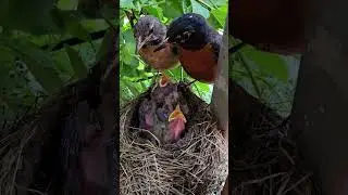 American Robin Feeding Babies then Eating their Poop