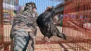 চট্টগ্রামের বৃহত্তম পশু পাখির হাট দেওয়ানহাট এর কার্যক্রম শুরু হয়ে গেছে। পছন্দ হলে জানাবেন।