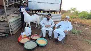 Best In Bakra Palai | Darr-e-Arqam Goat Farm.