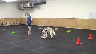 C-WAGS Level 1 Scent (working on ACE) round 1