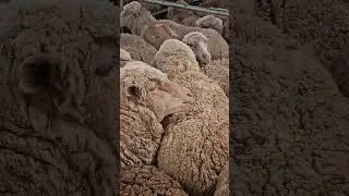 sheep eating wool #farming #farm #farmlife #ranch #ranchlife #ranching #sheep #shear #sheepfarming