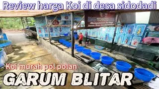 To Sidodadi Village, Garum, Blitar!! Review the price of Koi here, which is known to be very cheap.