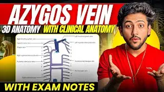 Thorax Anatomy - Azygos Vein | MBBS 1st Year | Full Explanation With Exam Notes | MBBS World