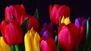 National Flower of All #european  #country #countryside #beautiful #flowers