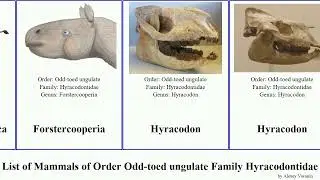 List of Mammals of Order Odd-toed ungulate Family Hyracodontidae Paraceratherium Dzungariotherium
