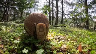 Three-Banded Armadillo Gets The Zoomies
